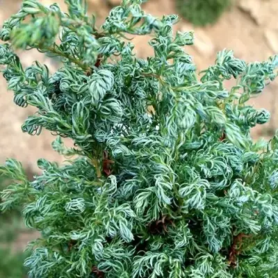 Кипарисовик БЕБИ БЛЮ горохоплодный в Могилёве