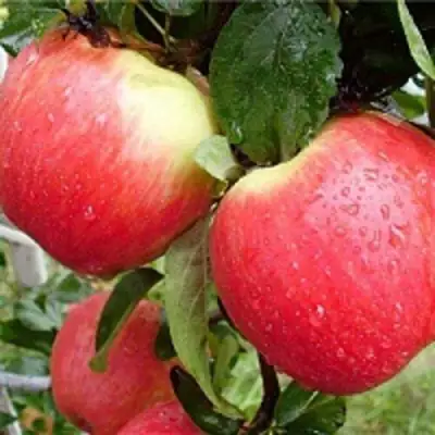 Яблоня ЖЕНЕВА (ЖЕНЕВА ЭРЛИ) в Могилёве