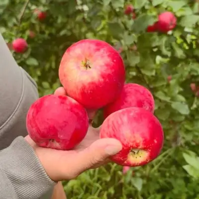 Яблоня АКСЕНА в Могилёве