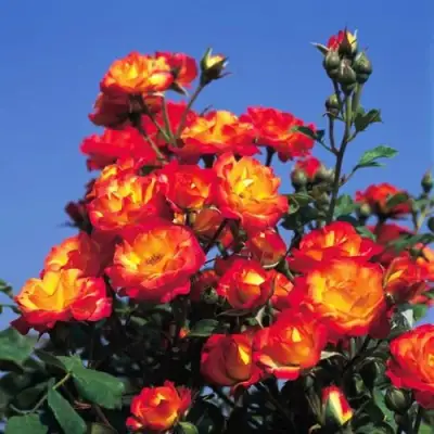 Роза ТАЙФУН спрей в Могилёве