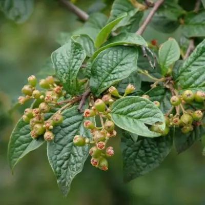 Кизильник пузырчатый в Могилёве