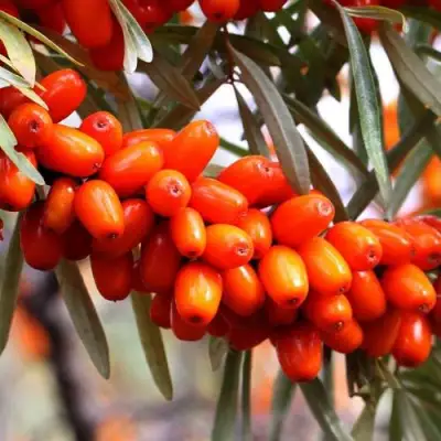 Облепиха ДЖЕМОВАЯ в Могилёве