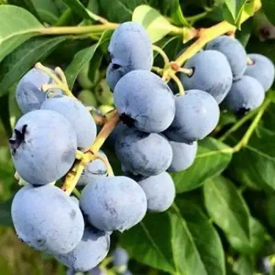 Голубика БЛЮДЖЕЙ в Могилёве