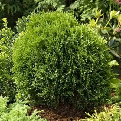 Туя ТИНИ ТИМ западная в Могилёве