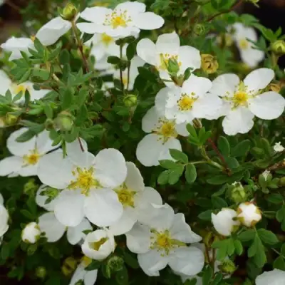 Лапчатка АББОТСВУД кустарниковая в Могилёве