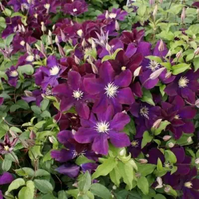 Клематис ГЕРОИ ВАРШАВЫ в Могилёве