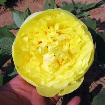 Пион ЗОЛОТО ПОДНЕБЕСНОЙ древовидный в Могилёве