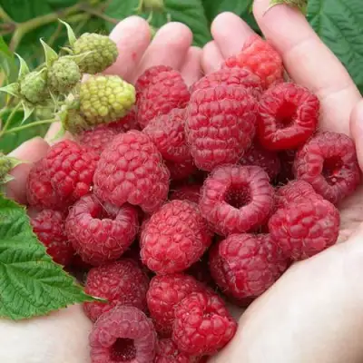 Малина МОЛЛИНГ ДЖУНО в Могилёве