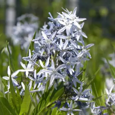 Амсония ТАБЕРНЕМОНТАНА в Могилёве