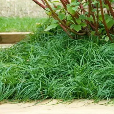 Осока БИТЛЗ в Могилёве