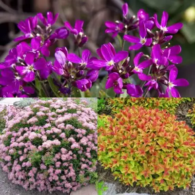 Комплект ЯПОНСКИЙ САД в Могилёве