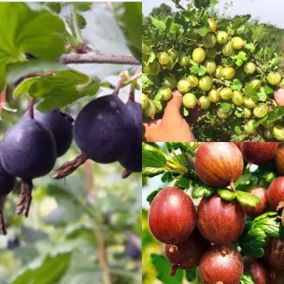 Комплект КРЫЖОВНИК MIX в Могилёве