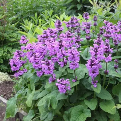 Буквица крупноцветковая в Могилёве