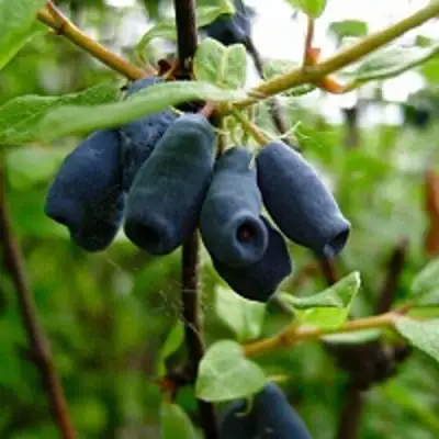 Жимолость съедобная ВОЛХОВА в Могилёве