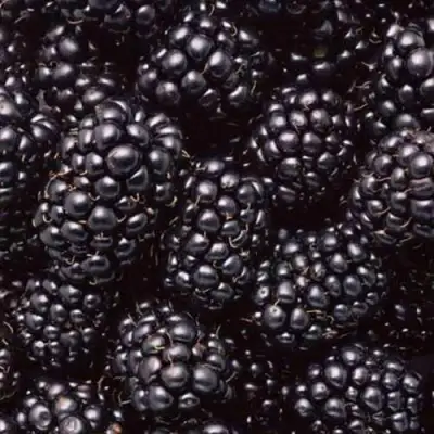 Ежевика ОРКАН бесшипная  в Могилёве