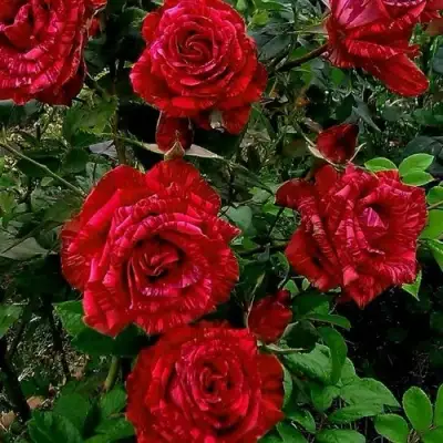 Роза РЕД ИНТУИШН чайно-гибридная в Могилёве