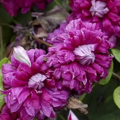 Клематис ПУРПУРЕА ПЛЕНА ЭЛЕГАНС в Могилёве