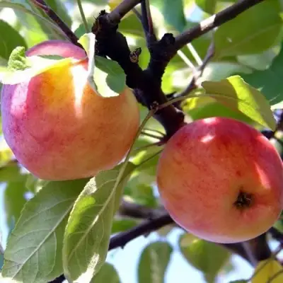 Яблоня АБРИКОСОВАЯ в Могилёве