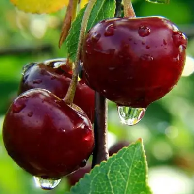 Вишня ЛАСУХА в Могилёве