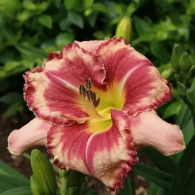 Лилейник АУТСТАНДИНГ гибридный в Могилёве