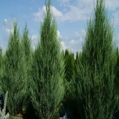 Можжевельник СКАЙРОКЕТ  скальный в Могилёве