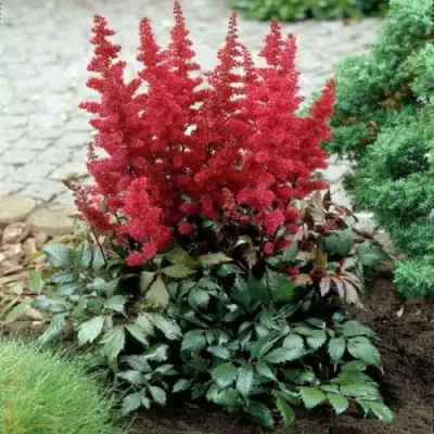 Астильба МОНТГОМЕРИ японская в Могилёве