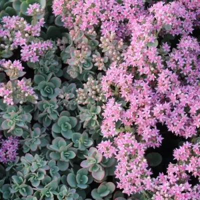 Очиток (седум) САНСПАРКЛЕР ЛАЙМ ЗИНГЕР в Могилёве