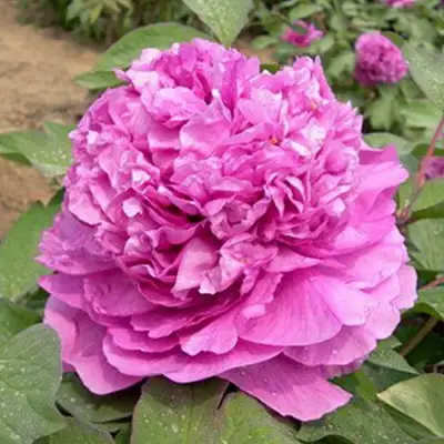 Пион ОРНАМЕНТ древовидный в Могилёве