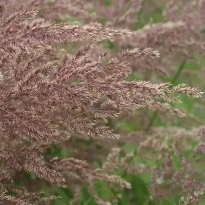 Вейник КАРЛ ФОРСТЕР остроцветковый в Могилёве