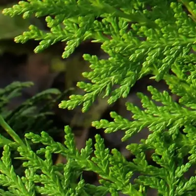 Туя восточная в Могилёве