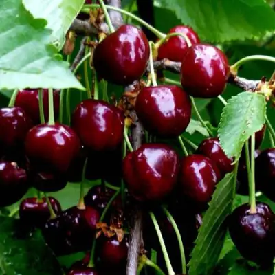 Черешня РЕВНА в Могилёве