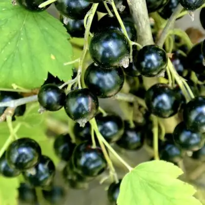 Смородина черная ВОЛОГДА в Могилёве