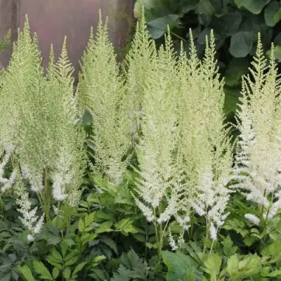 Астильба ДИАМАНТ Арендса в Могилёве