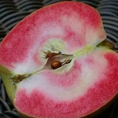 Яблоня ПИНК ПЕРЛ в Могилёве