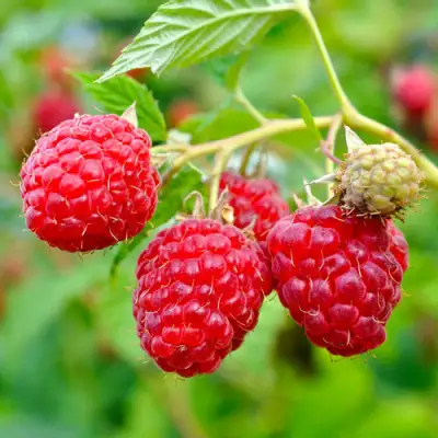 Малина РУБИФОЛ в Могилёве