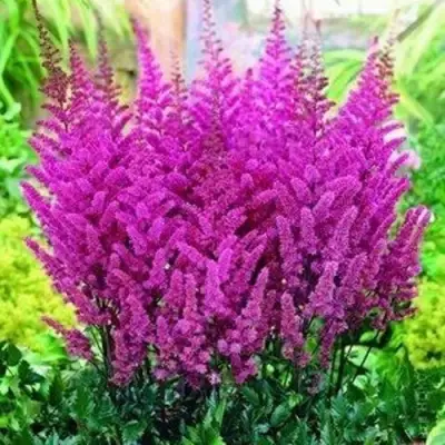 Астильба ПЕПЛ РЕЙН гибридная в Могилёве