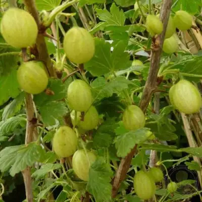 Крыжовник ИНВИКТА в Могилёве