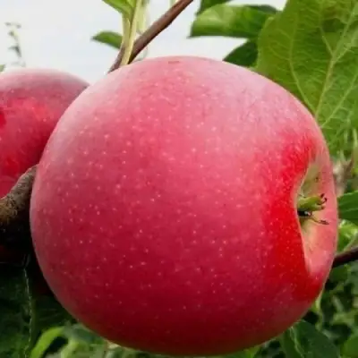 Яблоня АЙДАРЕД в Могилёве