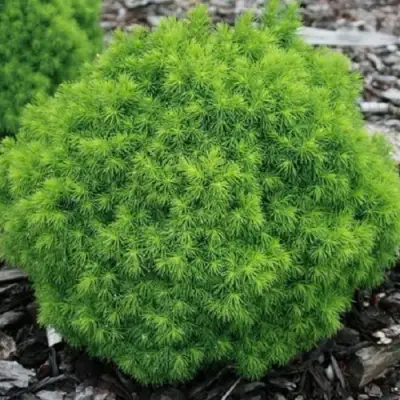 Ель АЛЬБЕРТА ГЛОБ сизая в Могилёве