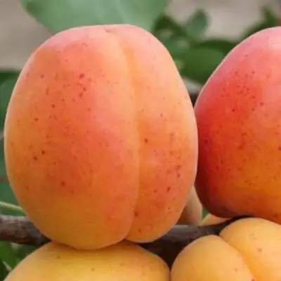 Абрикос ОЛИМП в Могилёве