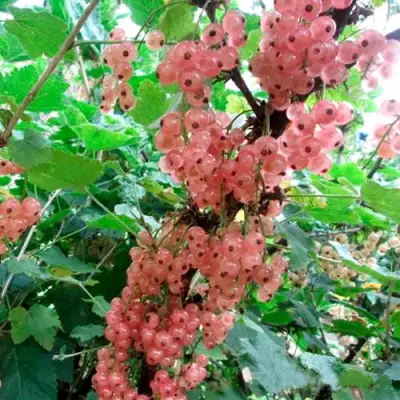 Смородина белая ПРЫГАЖУНЯ (РОЗОВАЯ) в Могилёве