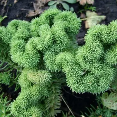 Очиток (седум) КРИСТАТУМ отогнутый в Могилёве