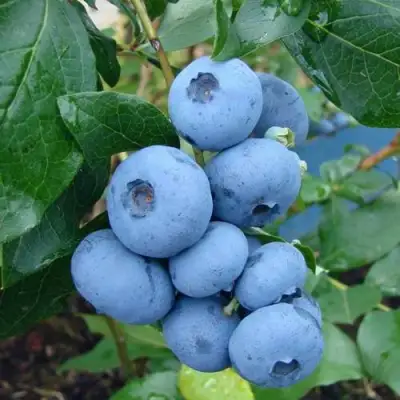 Голубика ТОРО в Могилёве