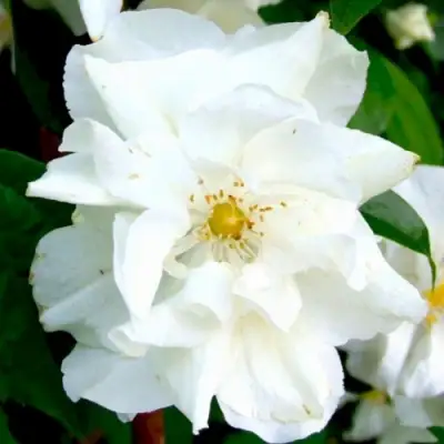 Жасмин РОЗАЦЕ в Могилёве