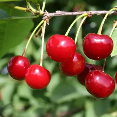 Вишня ЗАРАНКА в Могилёве