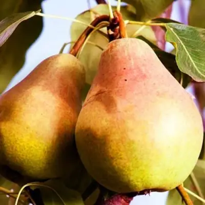 Груша СЛАДКАЯ ИЗ МЛИЕВА в Могилёве