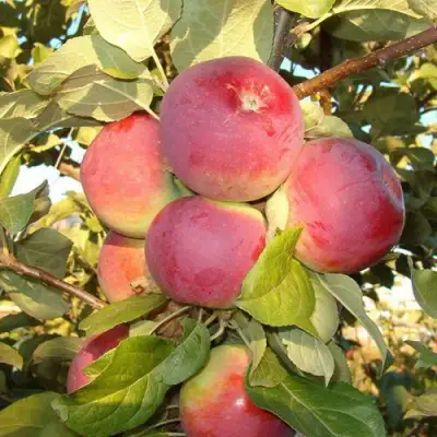 Яблоня ОРЛИК в Могилёве