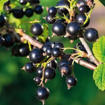 Смородина чёрная ЦЕРЕРА в Могилёве