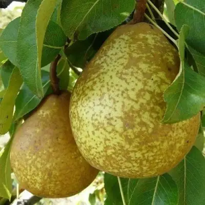 Груша ГЕНЕРАЛ ЛЕКЛЕРК в Могилёве