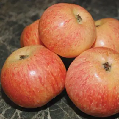 Яблоня КОНФЕТНОЕ в Могилёве